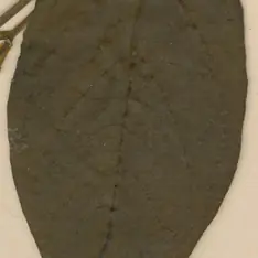 Cryptolepis botanical reference photo