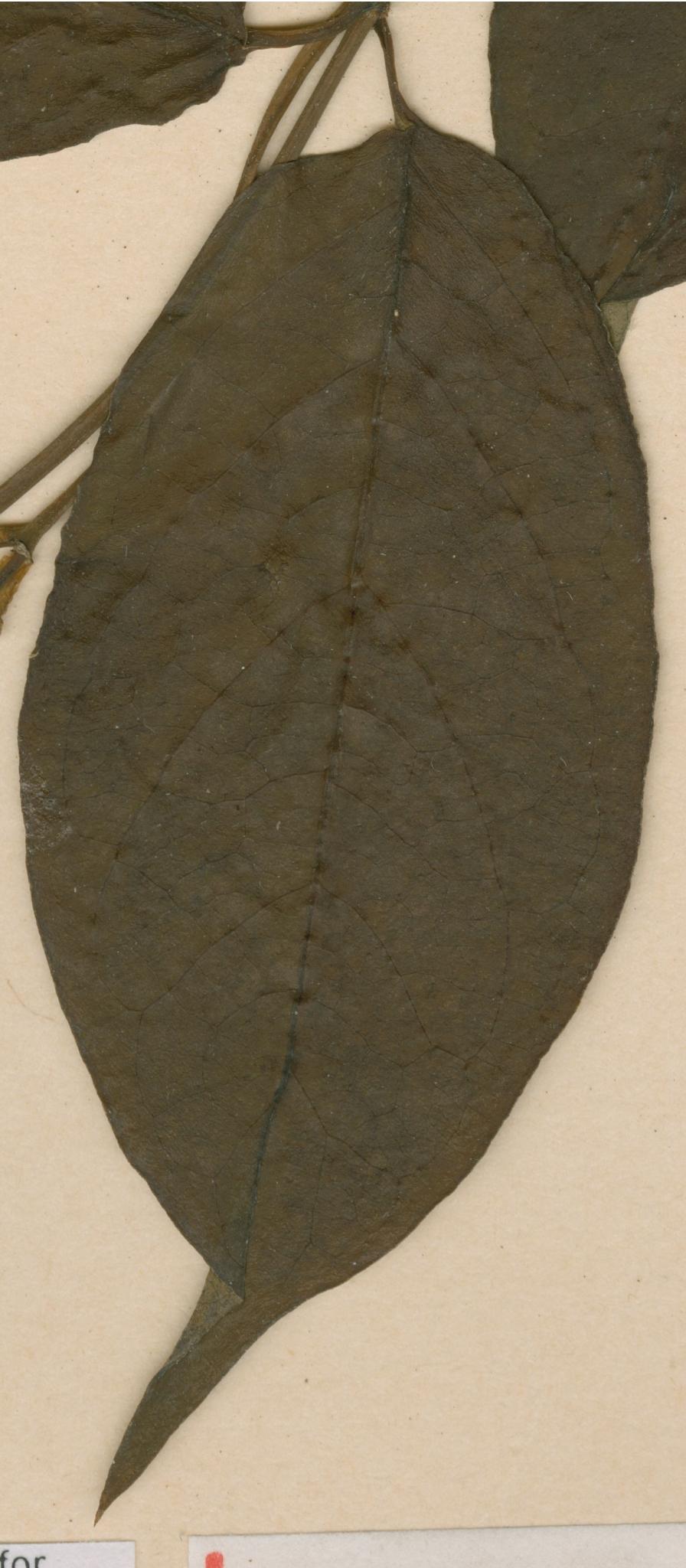 Cryptolepis sanguinolenta specimen
