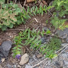 Chinese skullcap botanical reference photo