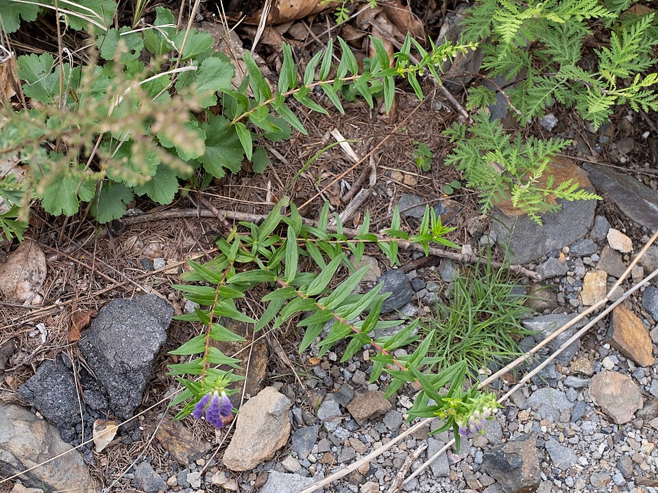 Chinese skullcap plant