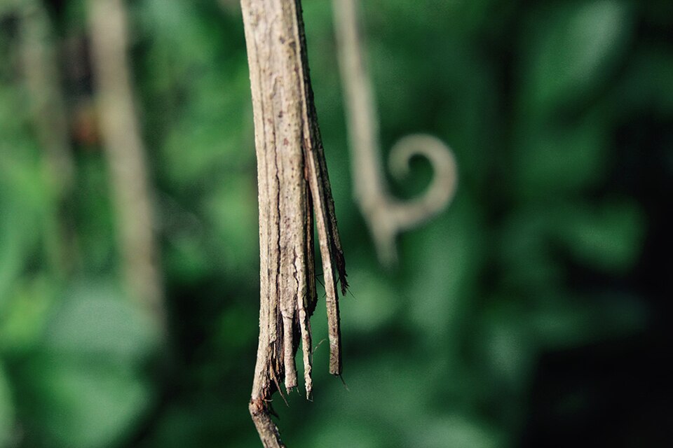 Cat's claw bark